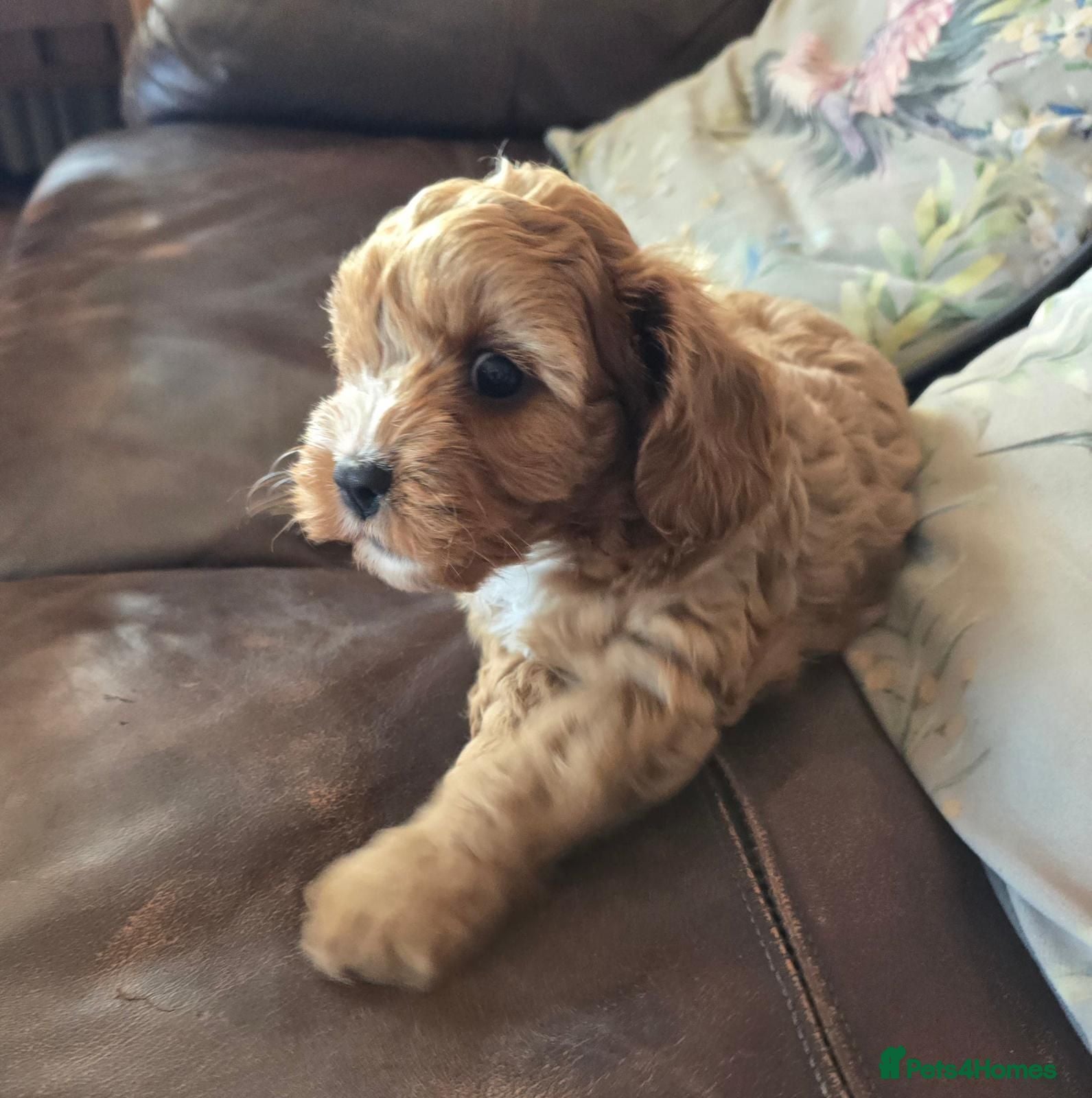 Cavapoo dogs Fox Red f1 cavapoo puppies  - Advert 1