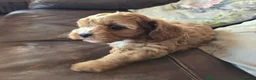 Cavapoo dogs for sale: Fox Red f1 cavapoo puppies  - Advert 1