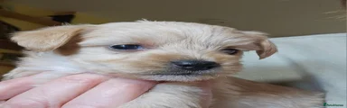 Jackapoo 2