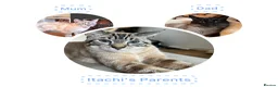 Siamese cats for sale: 1 Siamese Girl Kitten Left - Advert 5