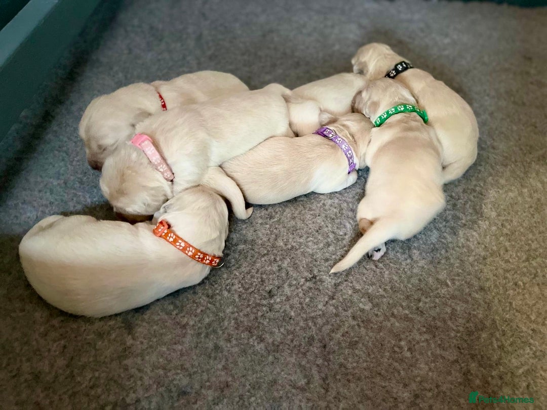 Golden Retriever dogs for sale: Golden Retriever Puppies – Milton Keynes - Advert 5