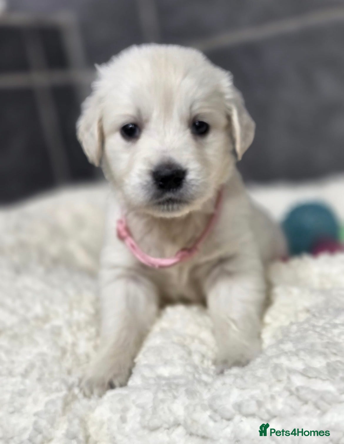 Golden Retriever dogs Beautiful kc golden retriever pups - Advert 7