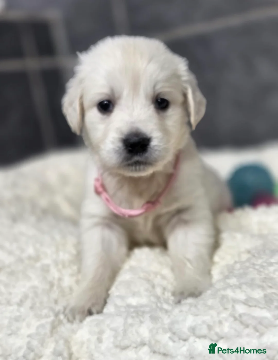 Golden Retriever dogs for sale: Beautiful kc golden retriever pups - Advert 13