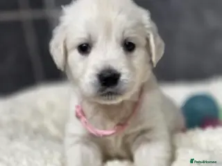 Golden Retriever dogs Beautiful kc golden retriever pups - Advert 7