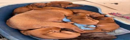 Rhodesian Ridgeback dogs for sale: Stunning male pup perfect ridge in Goole - Advert 2