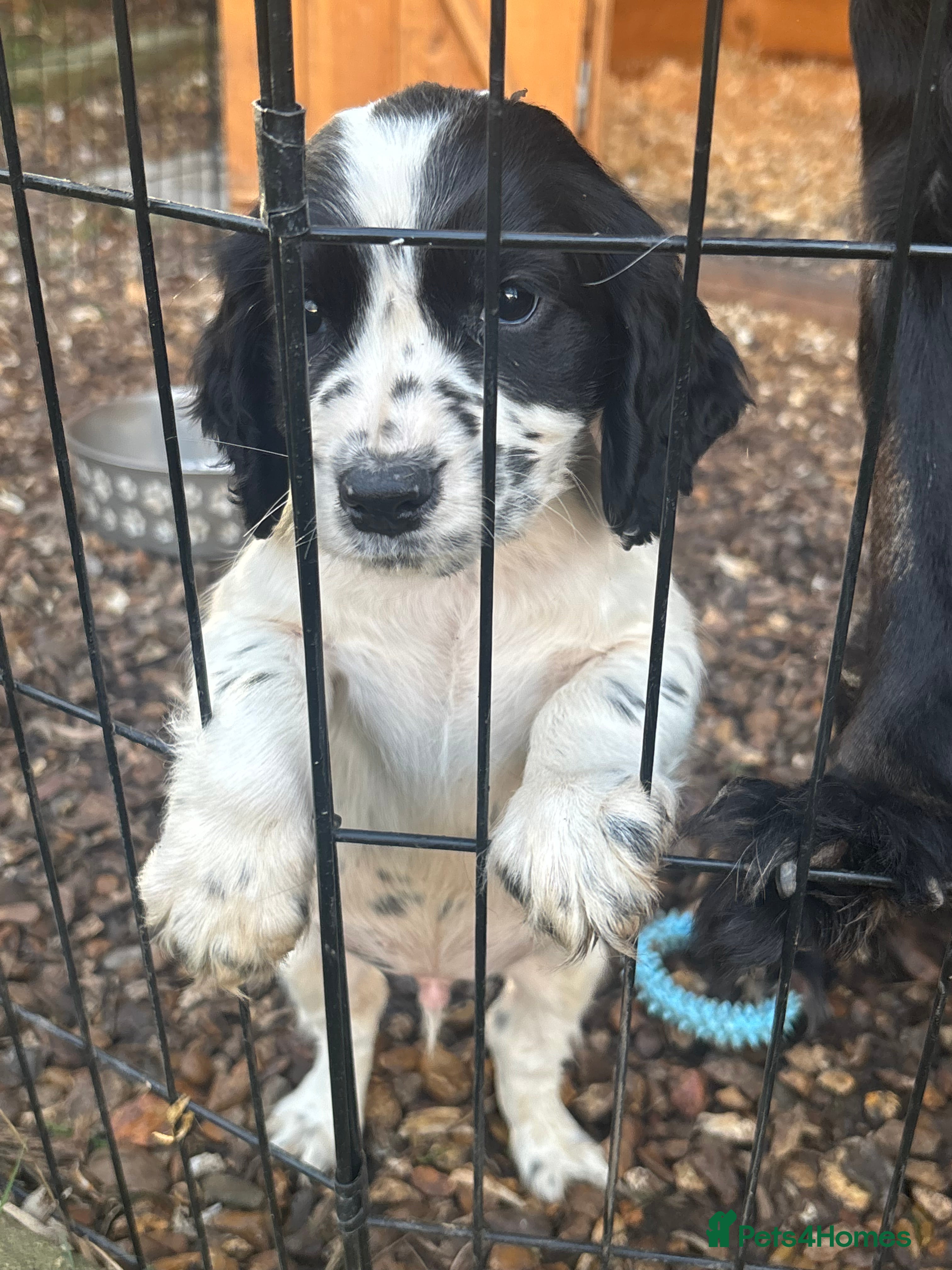 Cocker Spaniel dogs X1 Cocker spaniel boy remaining  - Advert 11