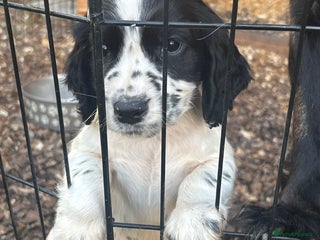 Cocker Spaniel dogs X1 Cocker spaniel boy remaining - Advert 2