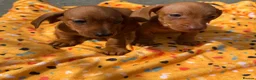 Dachshund dogs for sale: Miniature Dachshund Puppies  - Advert 4