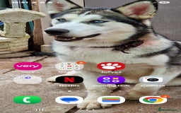 Shepsky dogs for sale: Husky cross German shepherd  - Image 12