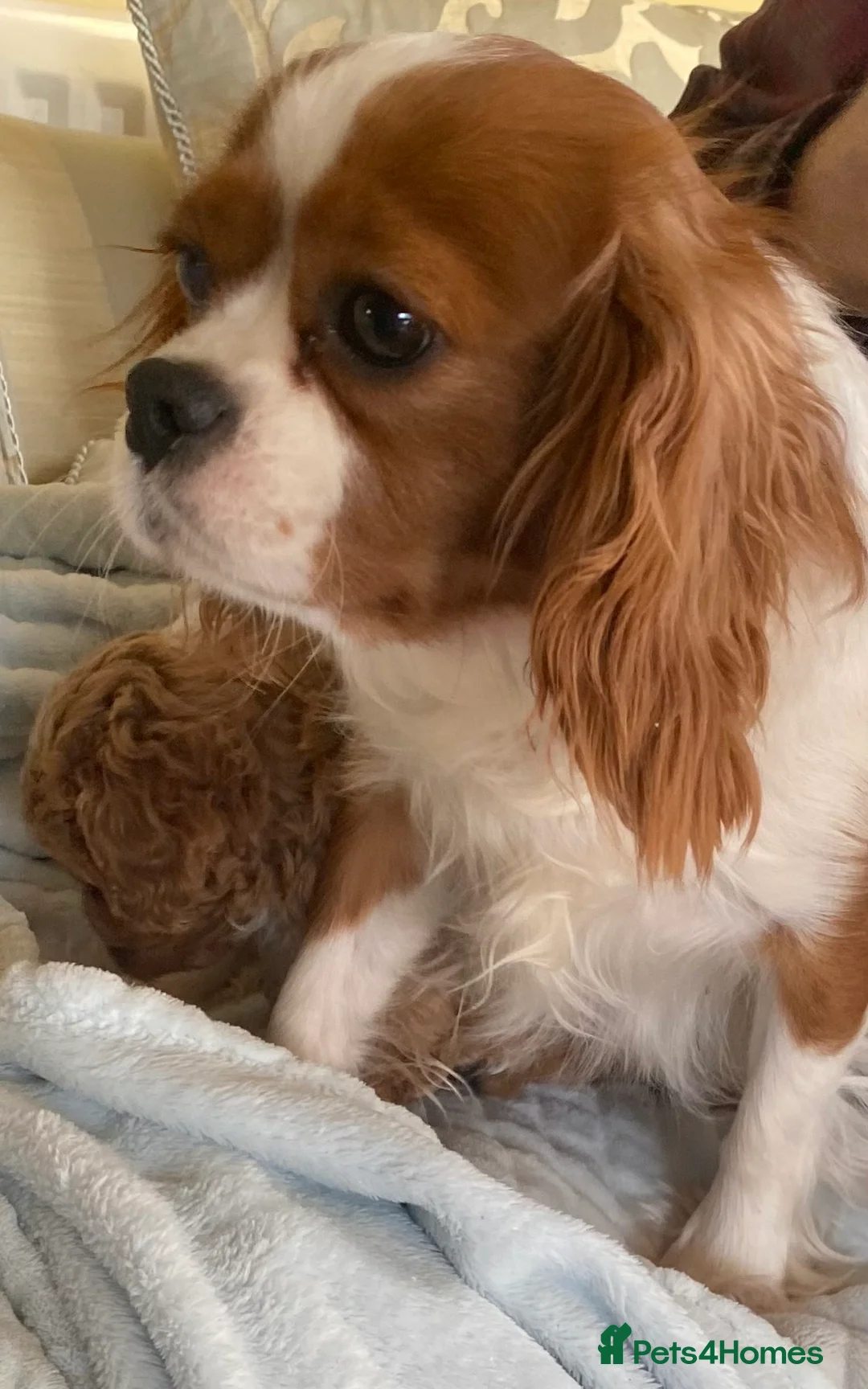 Cavapoo dogs for sale: Stunning F1 Cavapoo Girl Puppy - Advert 7