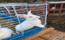 New Zealand rabbits for sale: New Zealand whites - Image 6