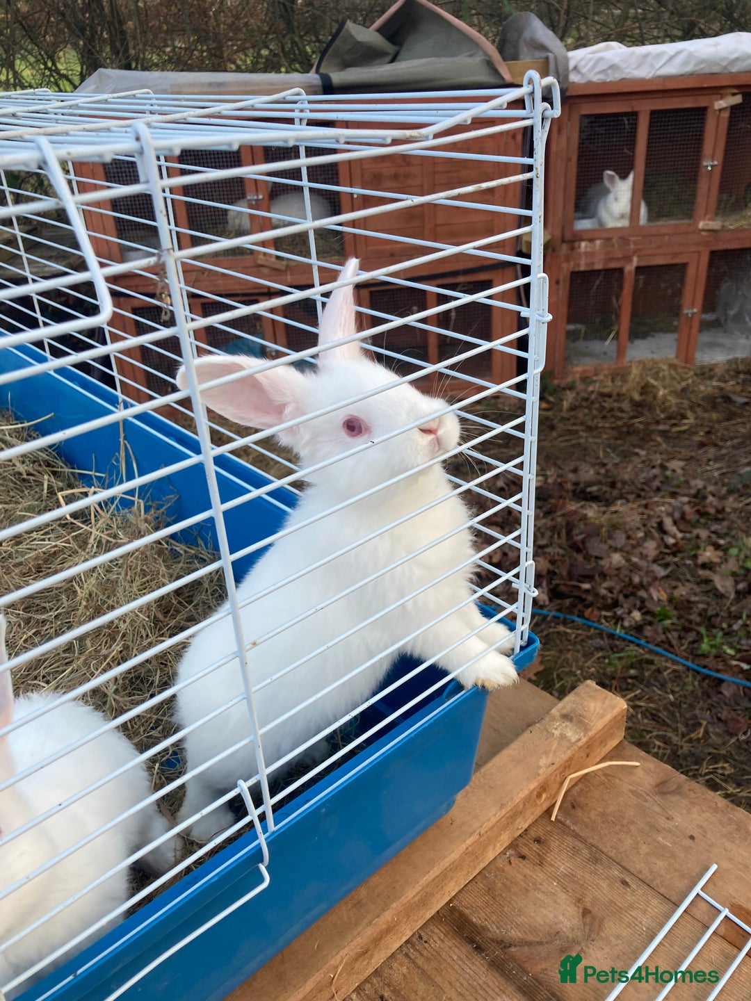 New Zealand rabbits for sale: New Zealand whites - Image 6