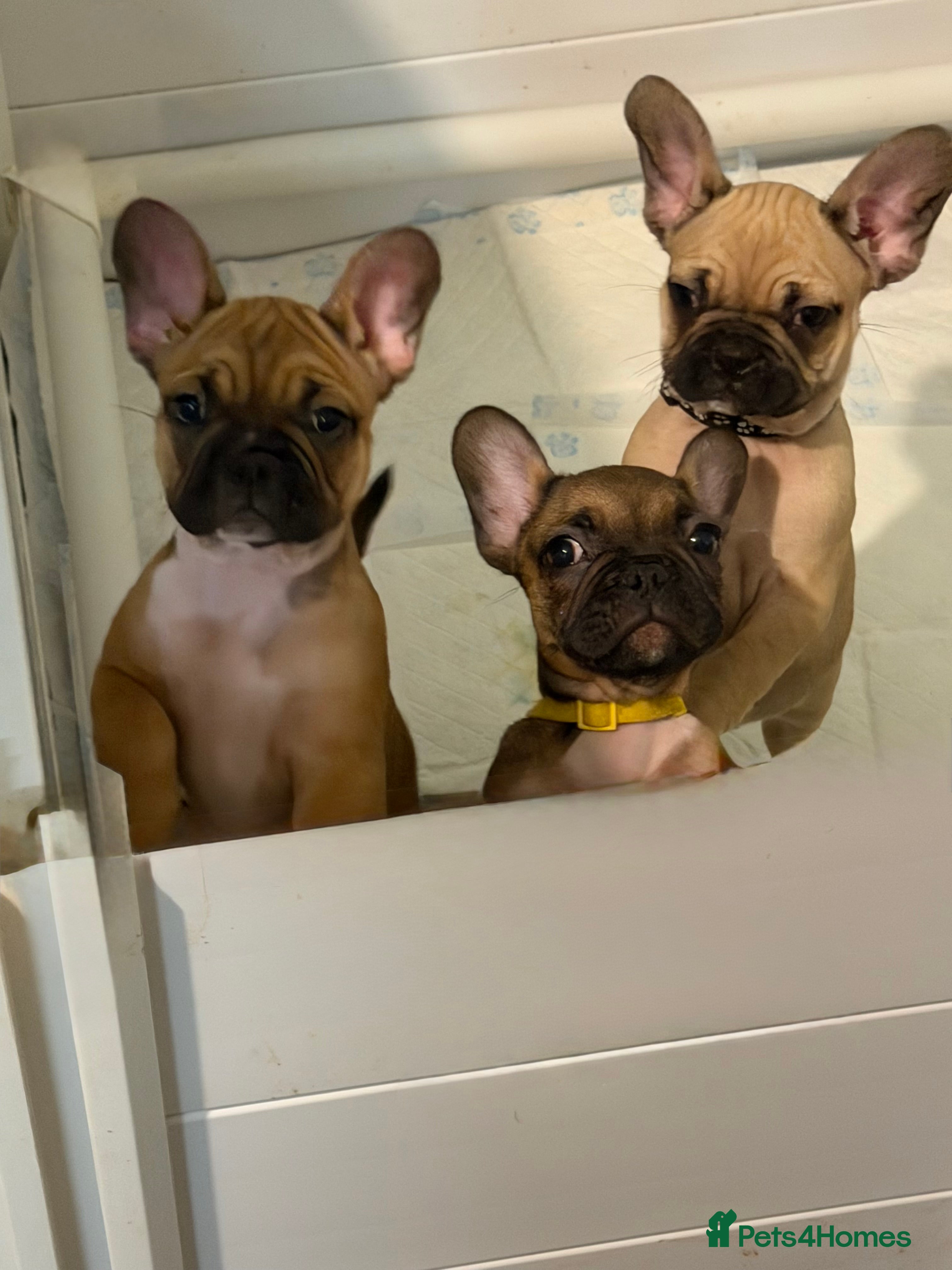 French Bulldog dogs READY NOW🐾 4 beautiful girls  - Advert 11