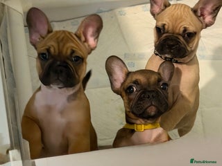 French Bulldog dogs READY NOW🐾 4 beautiful girls - Advert 11