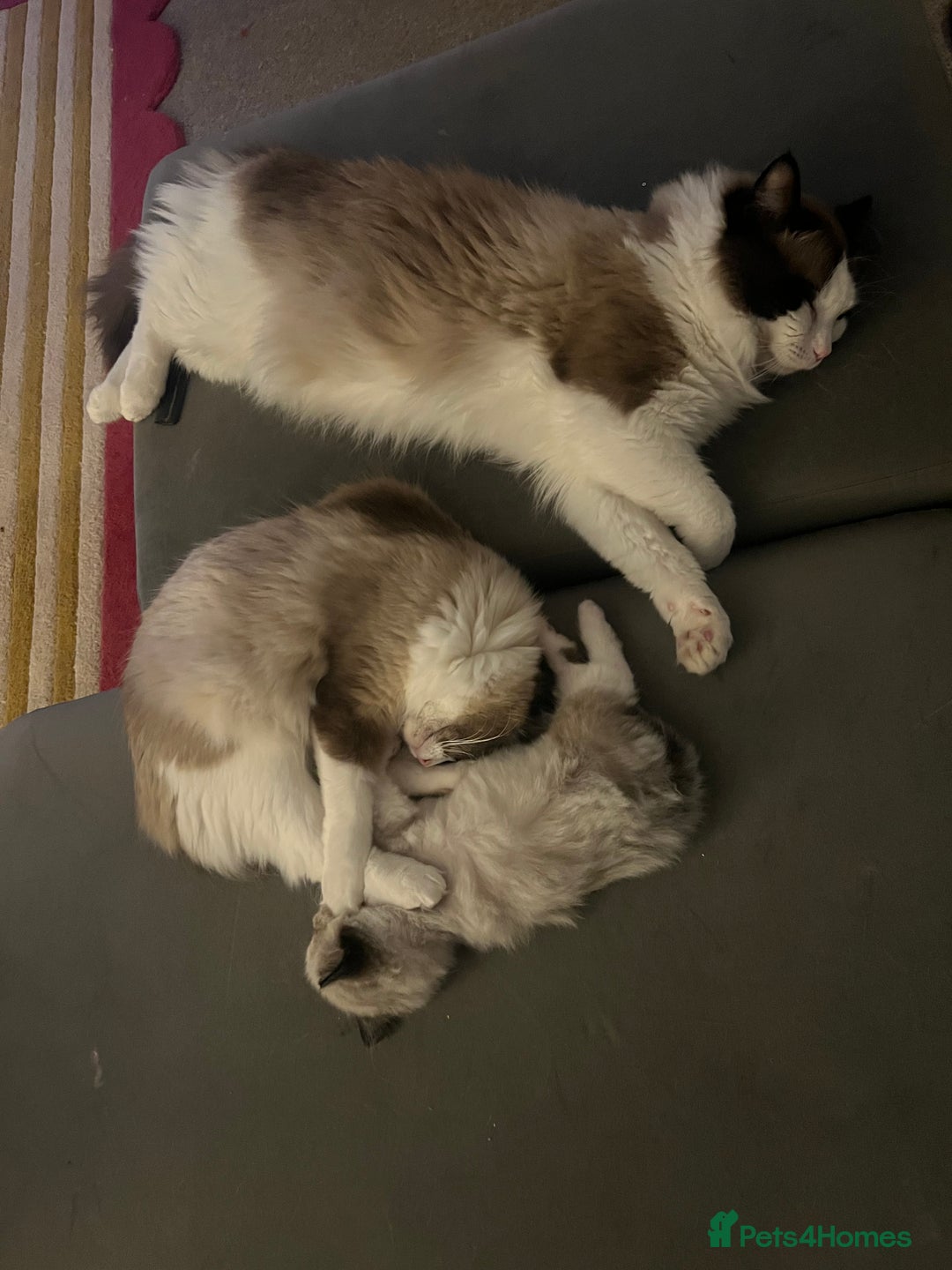 Ragdoll cats for sale: 1 male purebred Ragdoll - Advert 4