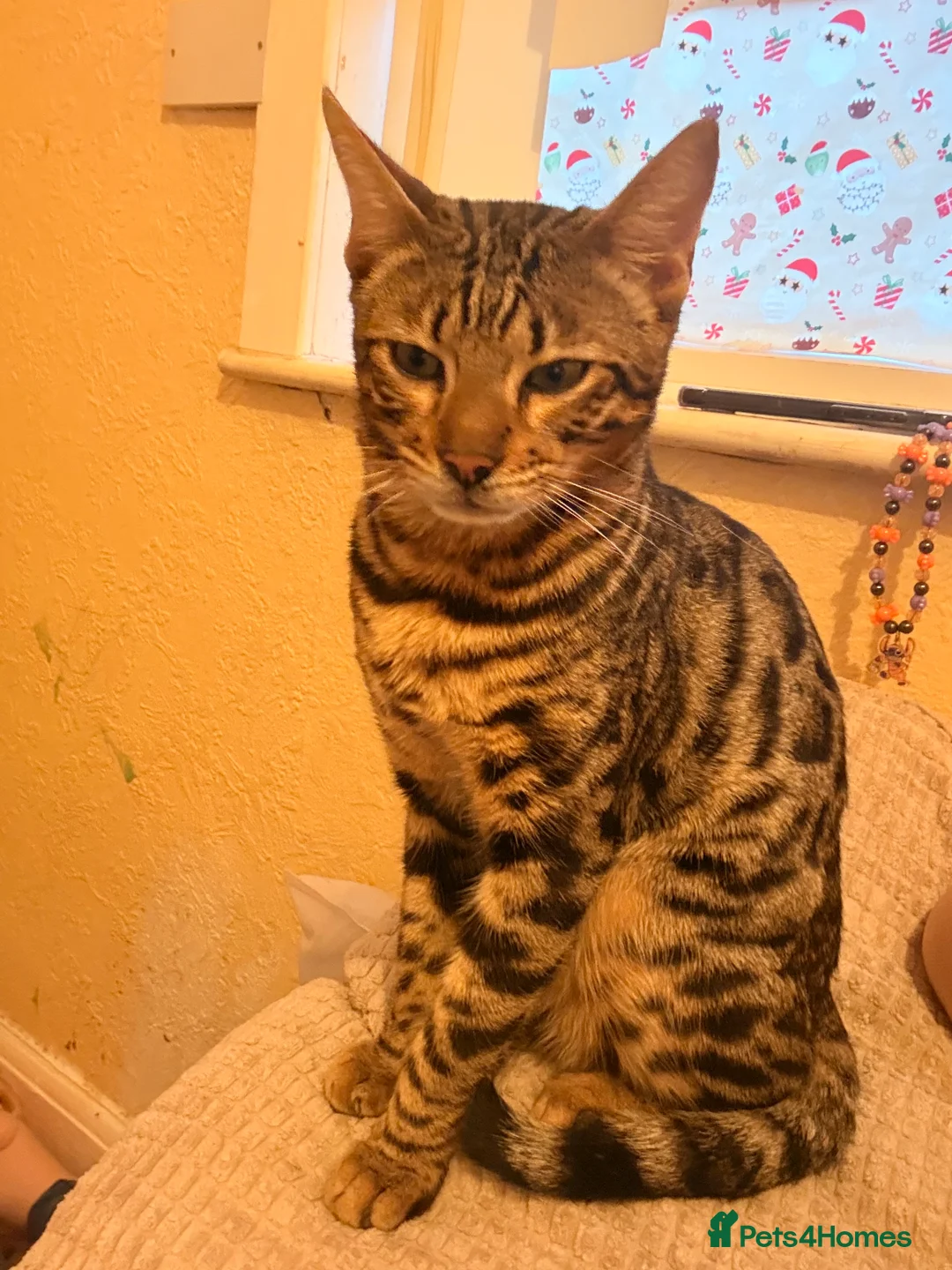 Bengal cats for sale: Male Bengal kitten - Advert 4