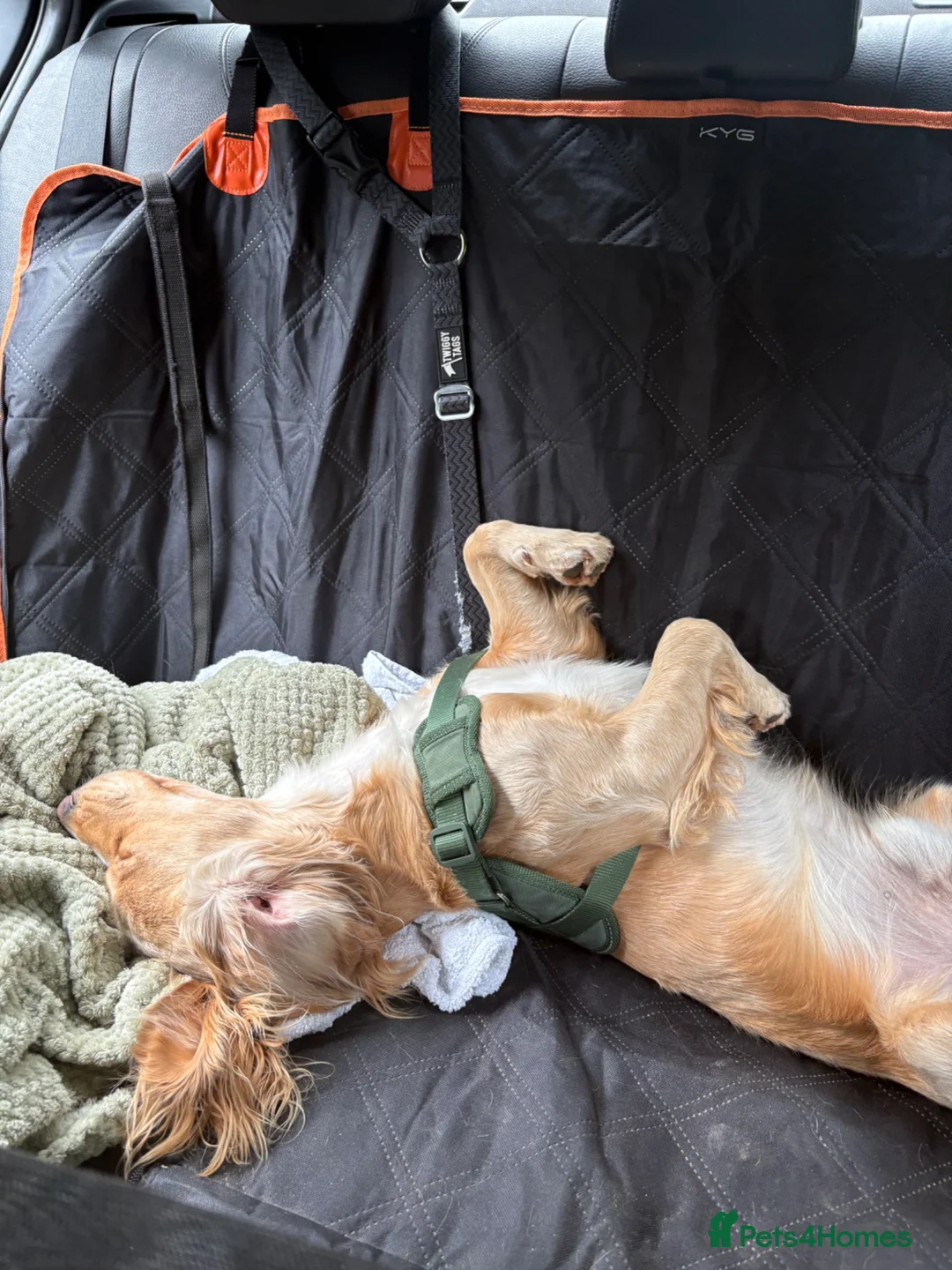 Cocker Spaniel dogs for stud: Inrtroducing Roddy for stud - Advert 3