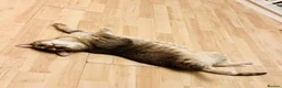 Domestic Shorthair cats for sale: 2 Domestic Shorthairs In Need of A Forever Home in Romford - Advert 3