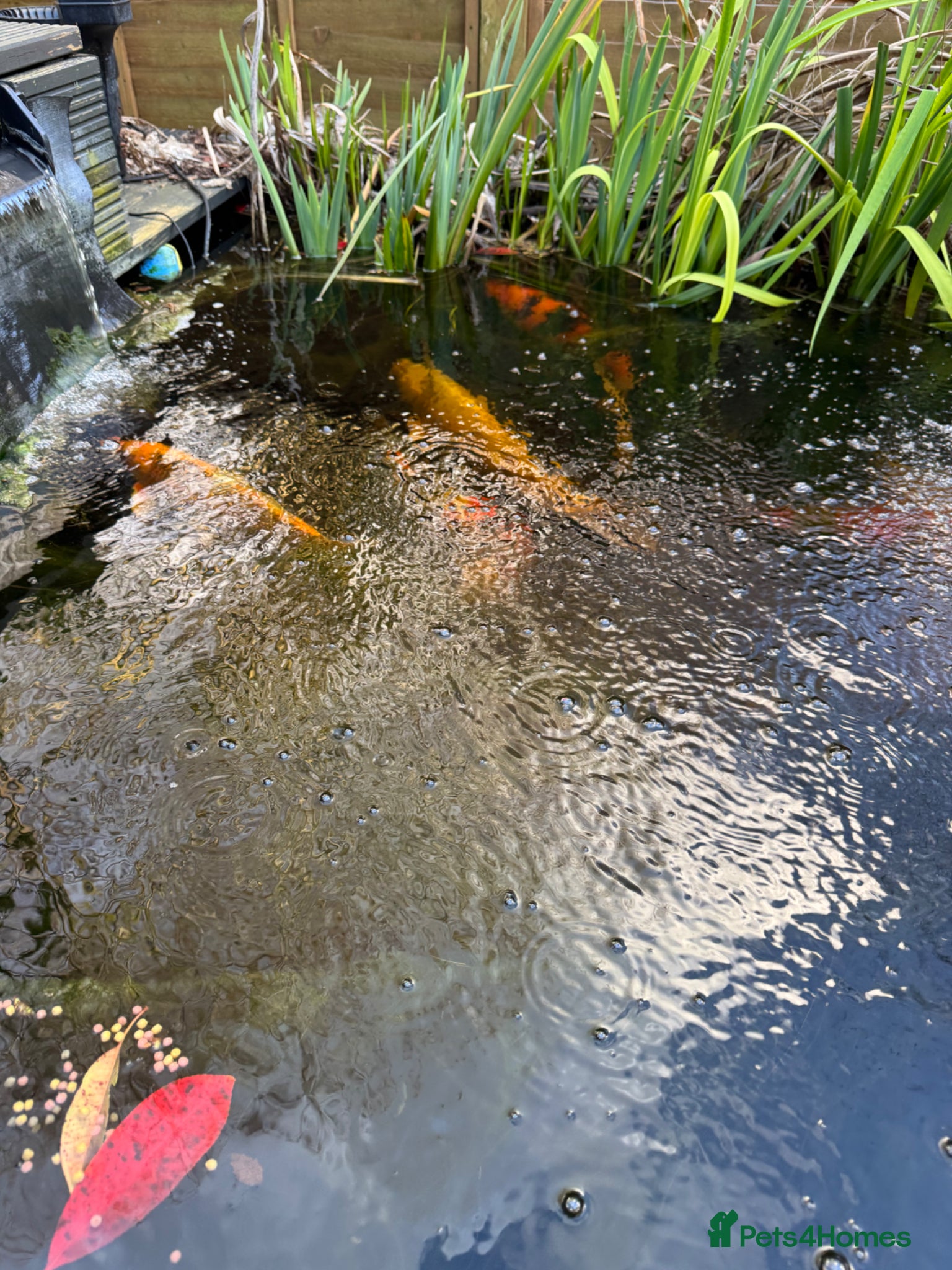 Goldfish fish Koi & Goldfish with Full Pond Setup - Advert 3