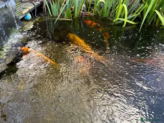 Goldfish fish Koi & Goldfish with Full Pond Setup - Advert 3
