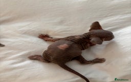 Sphynx cats for sale: Sphinx kittens  - Image 7
