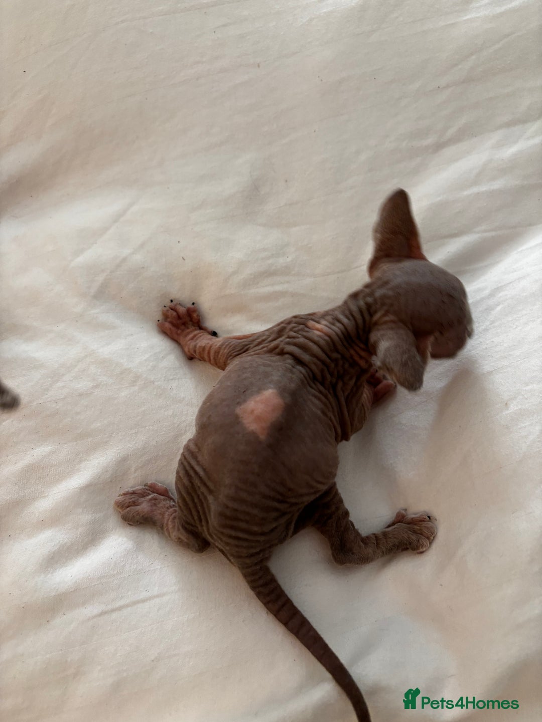 Sphynx cats for sale: Sphinx kittens  - Image 7