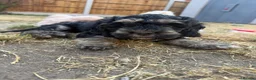 Cockapoo dogs for sale: Gorgeous phantom cockapoos!  - Advert 24