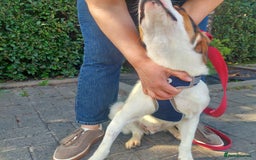 Foxhound dogs for adoption: Hugo – The Puppy Who Survived the Silence - Image 2