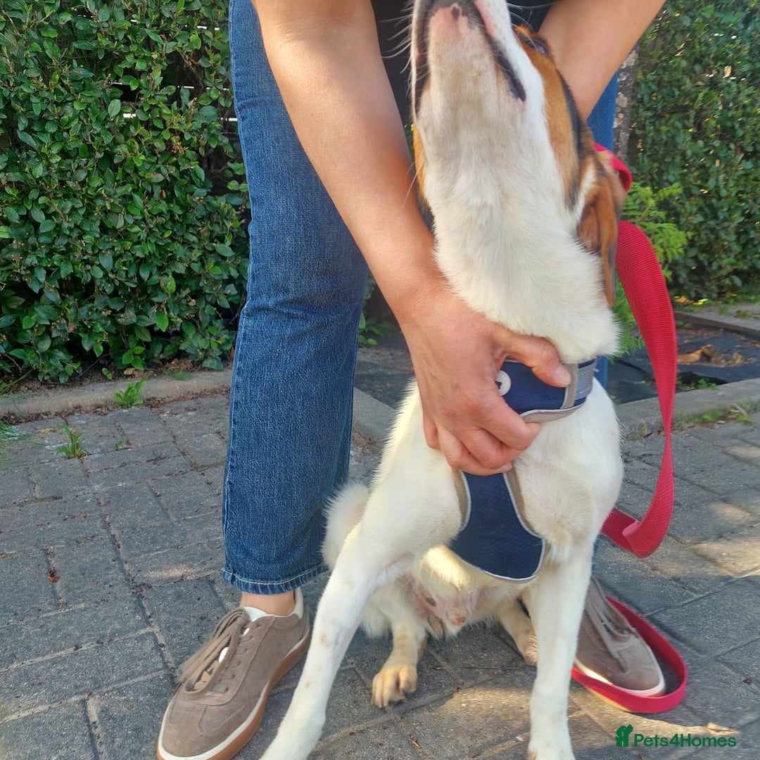 Foxhound dogs for adoption: Hugo – The Puppy Who Survived the Silence - Image 2
