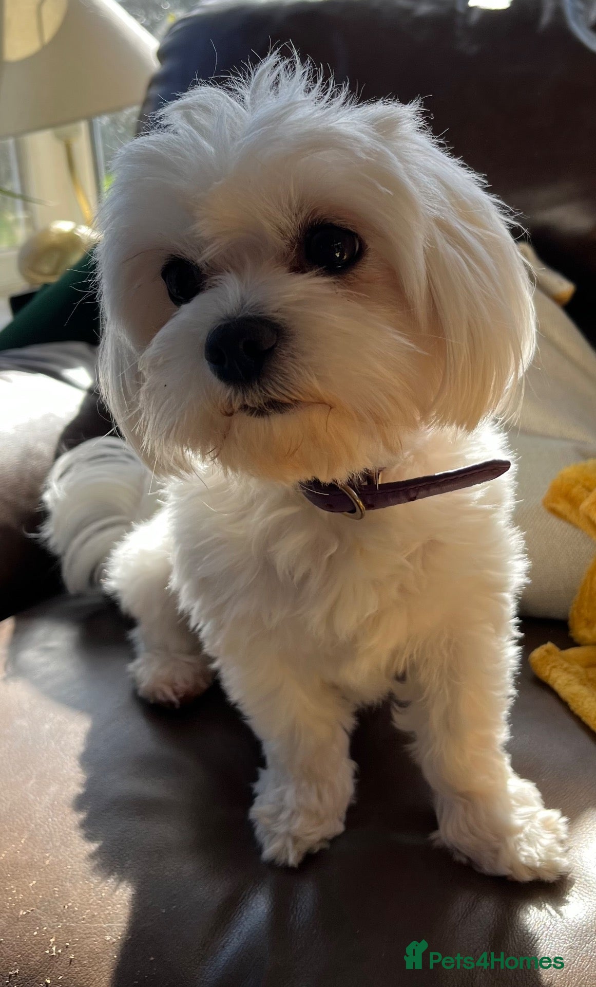 Maltese dogs Adult maltese - Advert 1