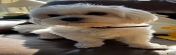 Maltese dogs for sale: Adult maltese - Advert 1