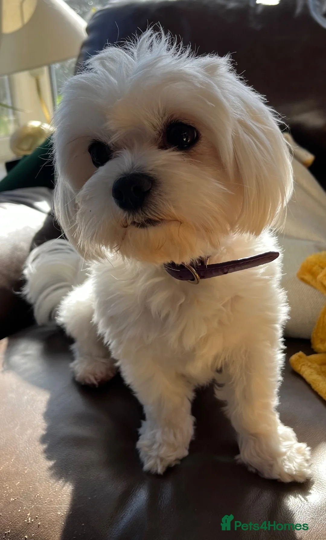 Maltese dogs for sale: Adult maltese - Advert 1