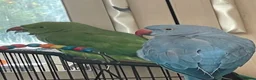 Ringnecks birds for sale: Stunning Blue Female Ringneck Parrot in Uxbridge - Advert 10