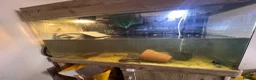 Turtle reptiles for sale: 2x Orange belly side neck with full setup - Advert 17