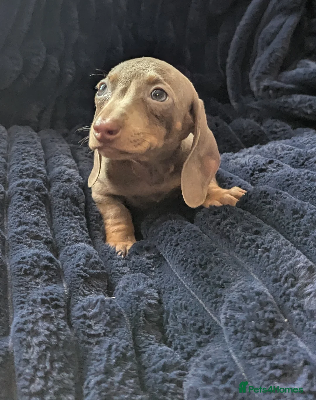 Miniature Dachshund dogs for sale: Miniature dachshund puppies  - Advert 14