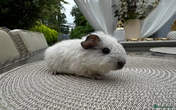 Guinea Pig rodents for sale: 4x lovely 4 weeks old boys born on 30.06.2025 in Leicester - Image 7