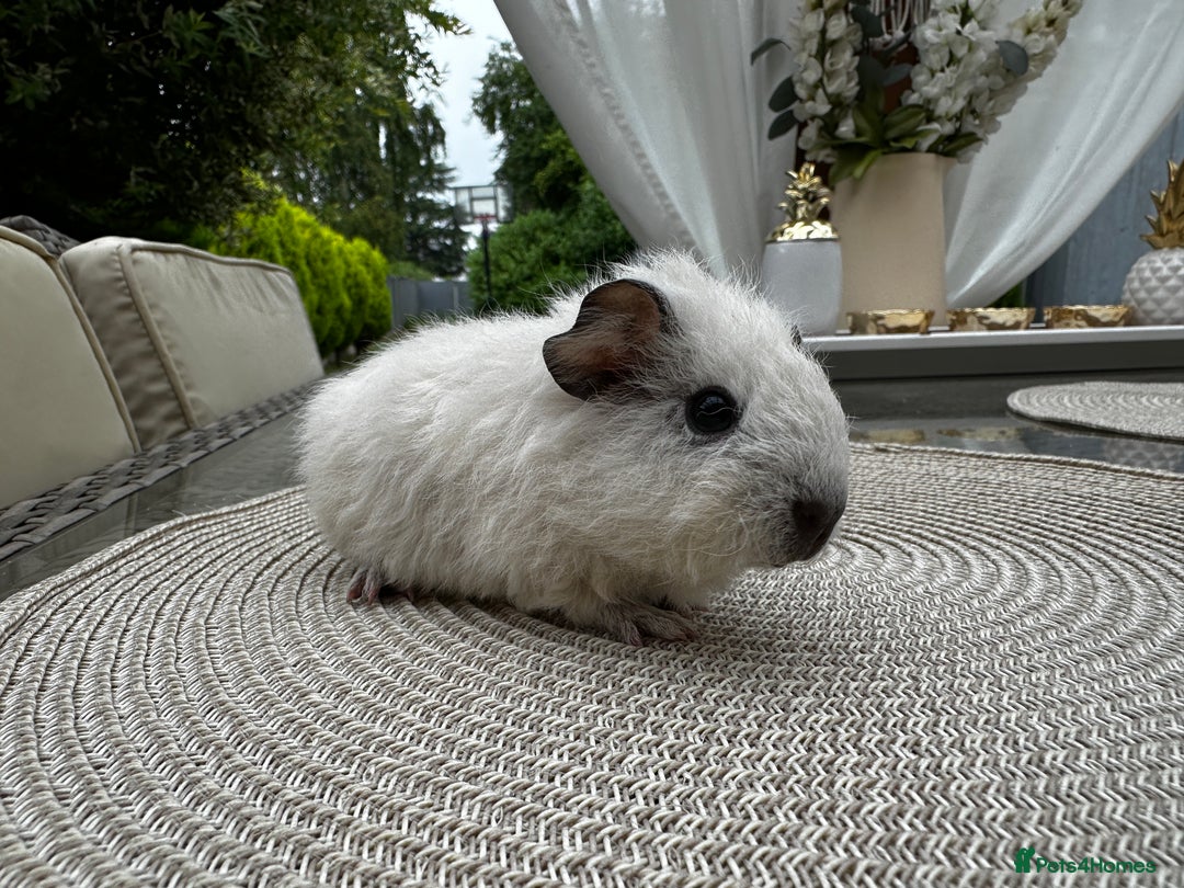 Guinea Pig rodents for sale: 4x lovely 4 weeks old boys born on 30.06.2025 in Leicester - Image 7
