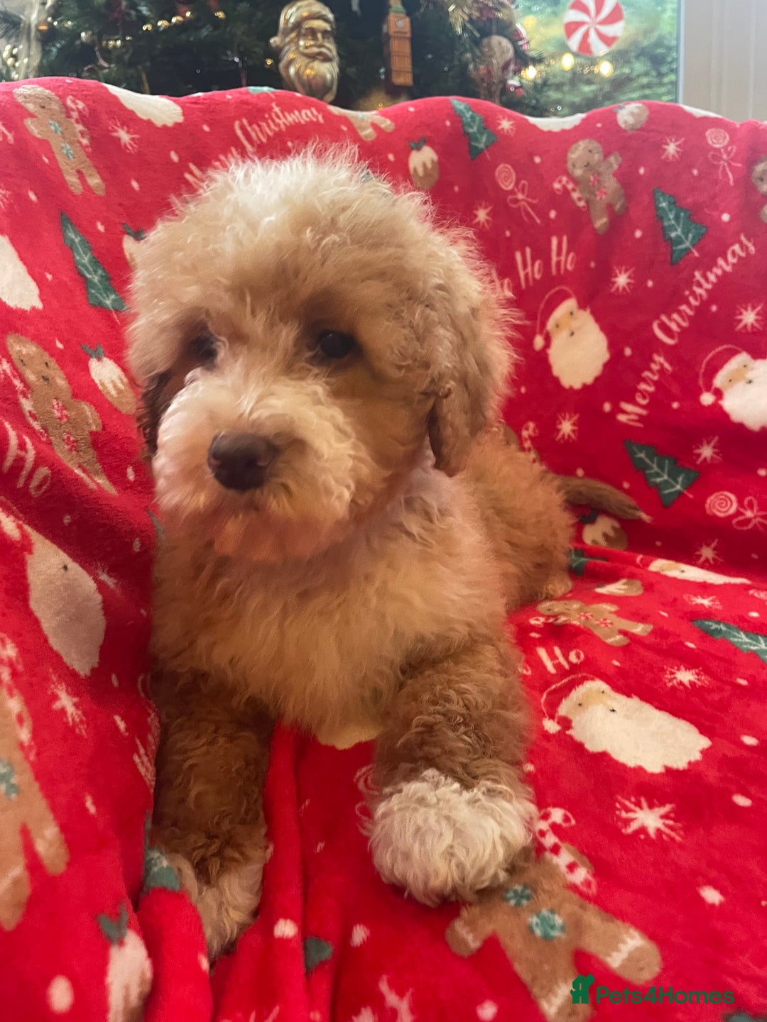 Mixed Breed dogs for sale: 🌟🌟Stunning Australian Cavapoo Puppies 🩷💙 m - Advert 27