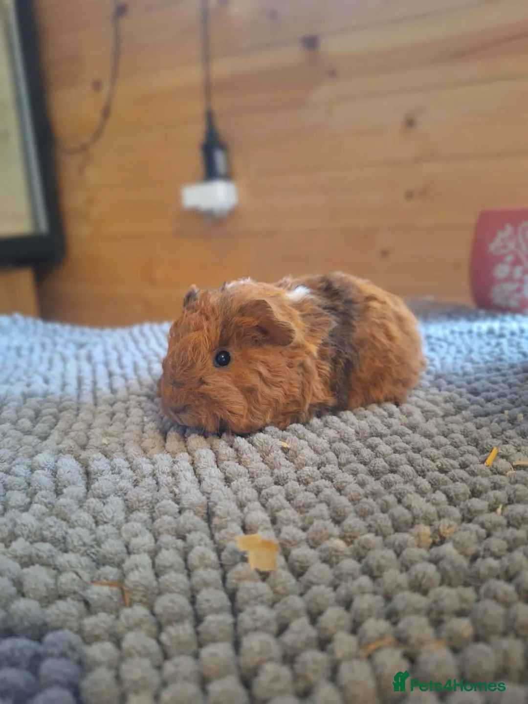 Guinea Pig rodents for sale: Texel baby guinea pigs  - Advert 2