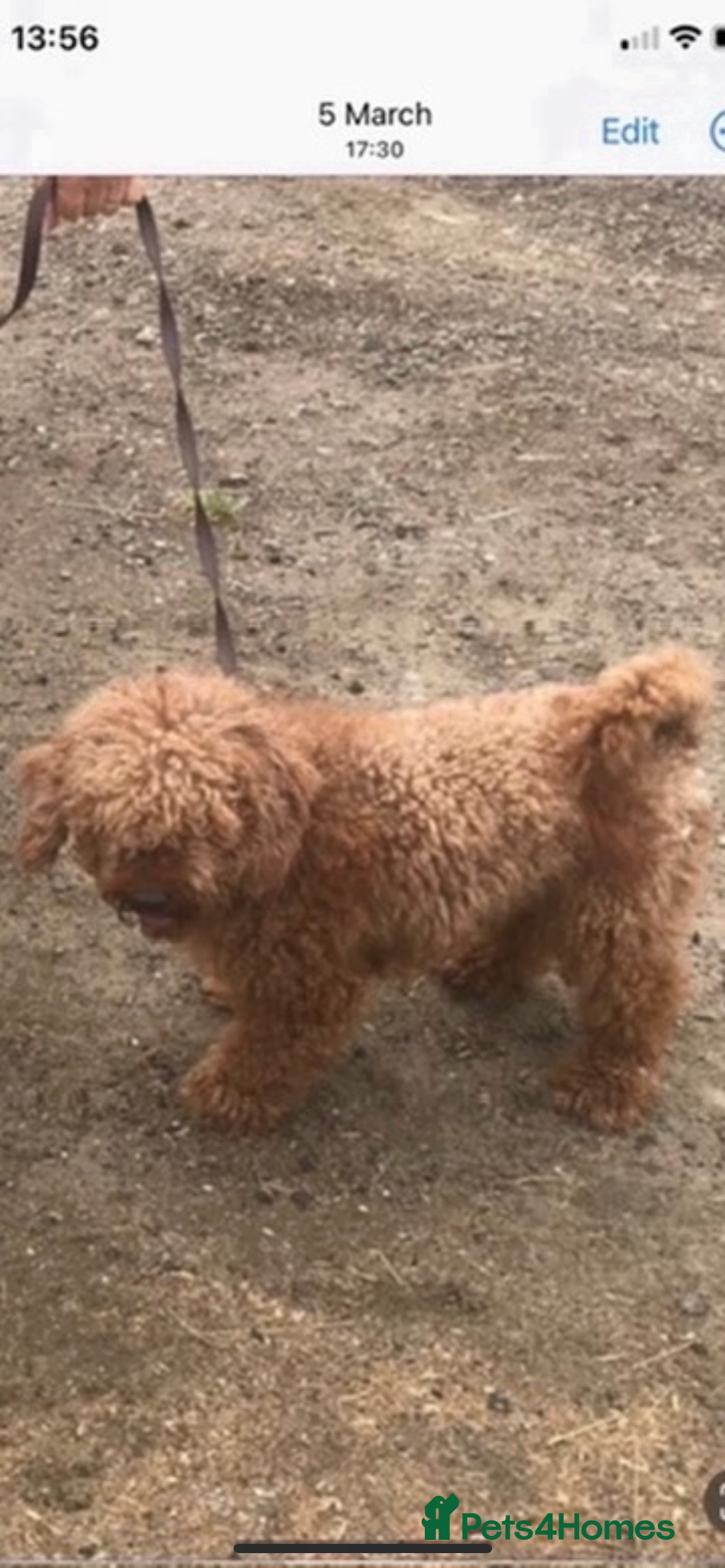 Cockapoo dogs for sale: Cockapoo Pups - Advert 10