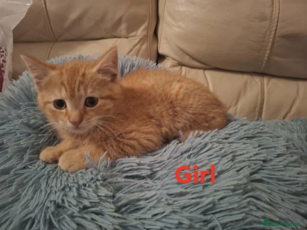 Mixed Breed cats for sale: Beautiful kittens for sale  in King's Lynn - Advert 4