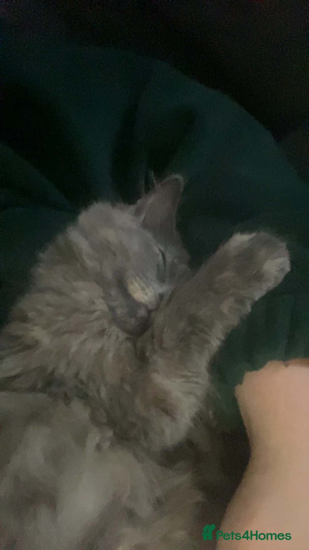 Mixed Breed cats for sale: Mixed breed  in Keighley - Advert 2