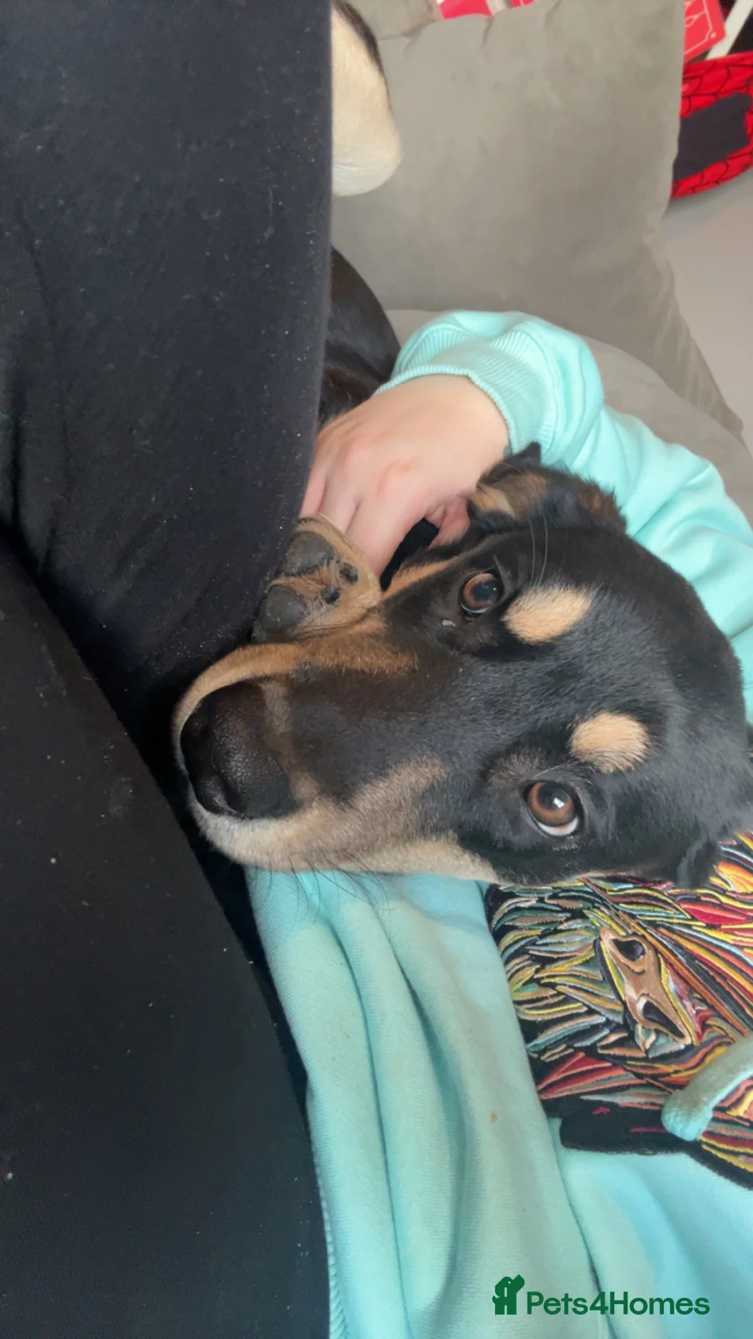 Mixed Breed dogs for sale: Borador  in York - Advert 2