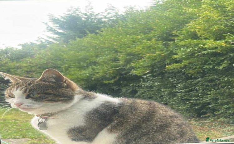 Mixed Breed cats - Advert 7