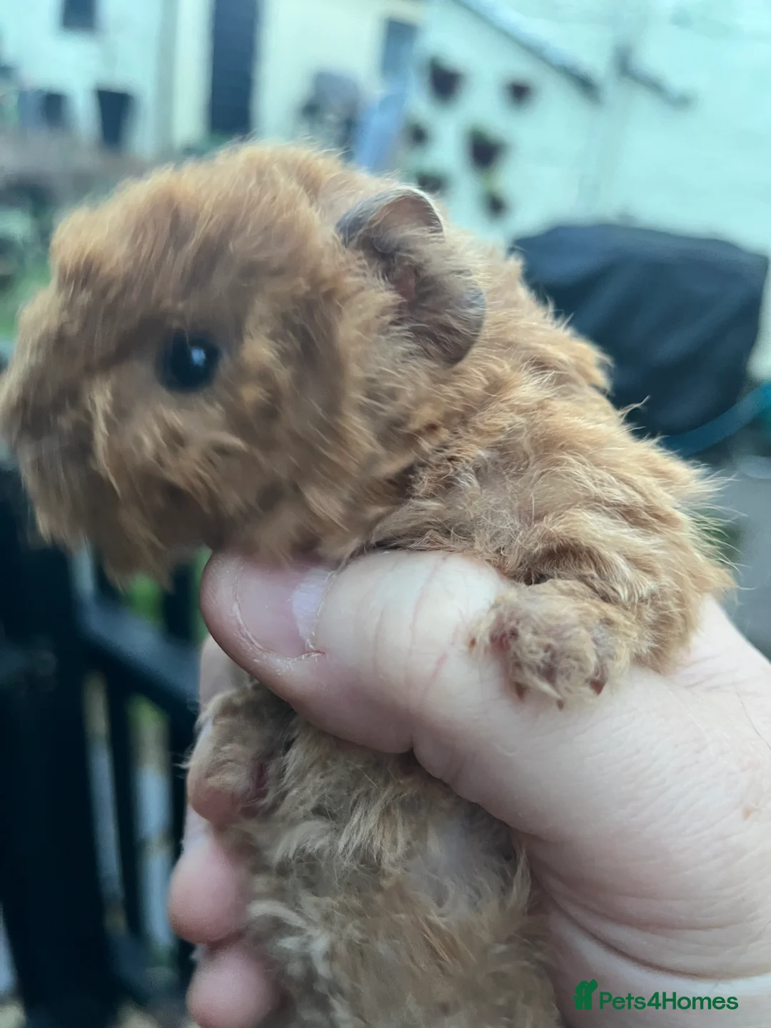 Guinea Pig rodents for sale: Pure bred sheltie and texel Guinea pigs - Advert 2