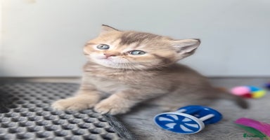 British Shorthair cats - Advert 15