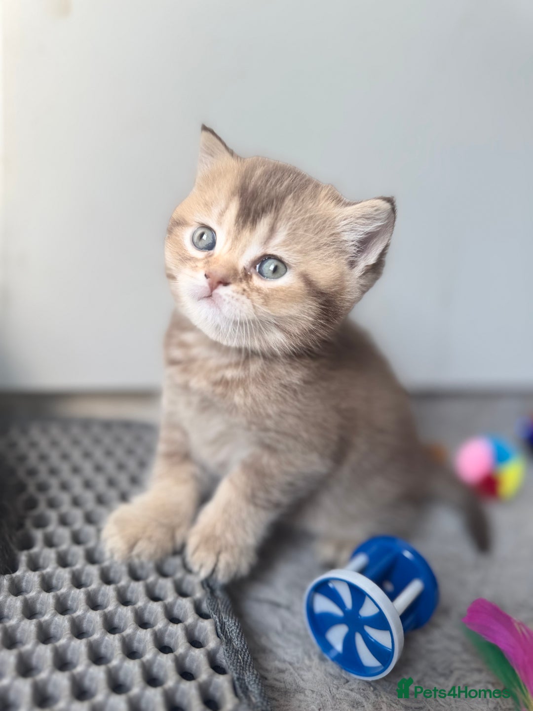 British Shorthair cats for sale: 💖 Stunning BSH kittens - ready for reservations💖 - Image 4