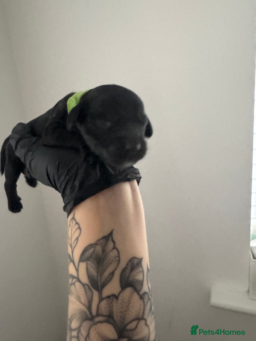 Mixed Breed dogs for sale: 5 Beautiful Cavapoo / Cockapoo puppies  - Image 8