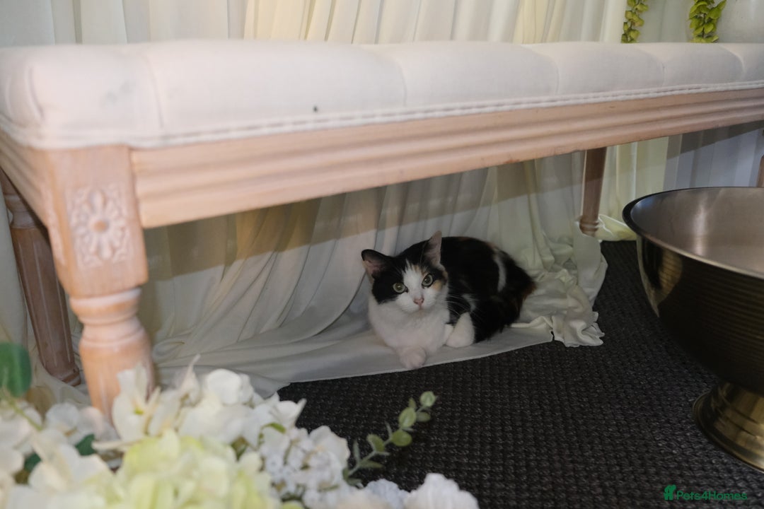 Mixed Breed cats for sale: Mixed breed Kittens - Advert 5