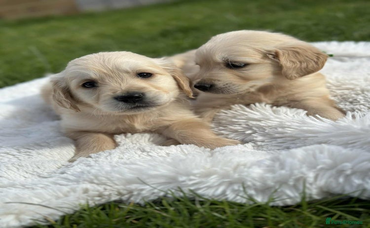 Golden Retriever dogs - Advert 1